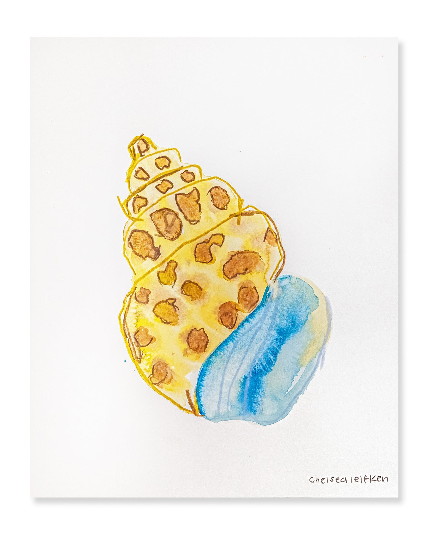 SEA SHELL