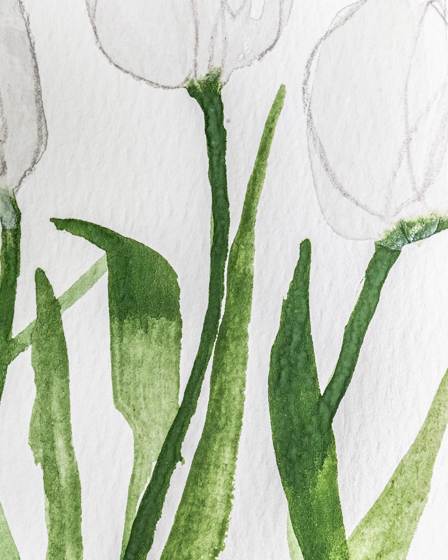 WHITE TULIPS