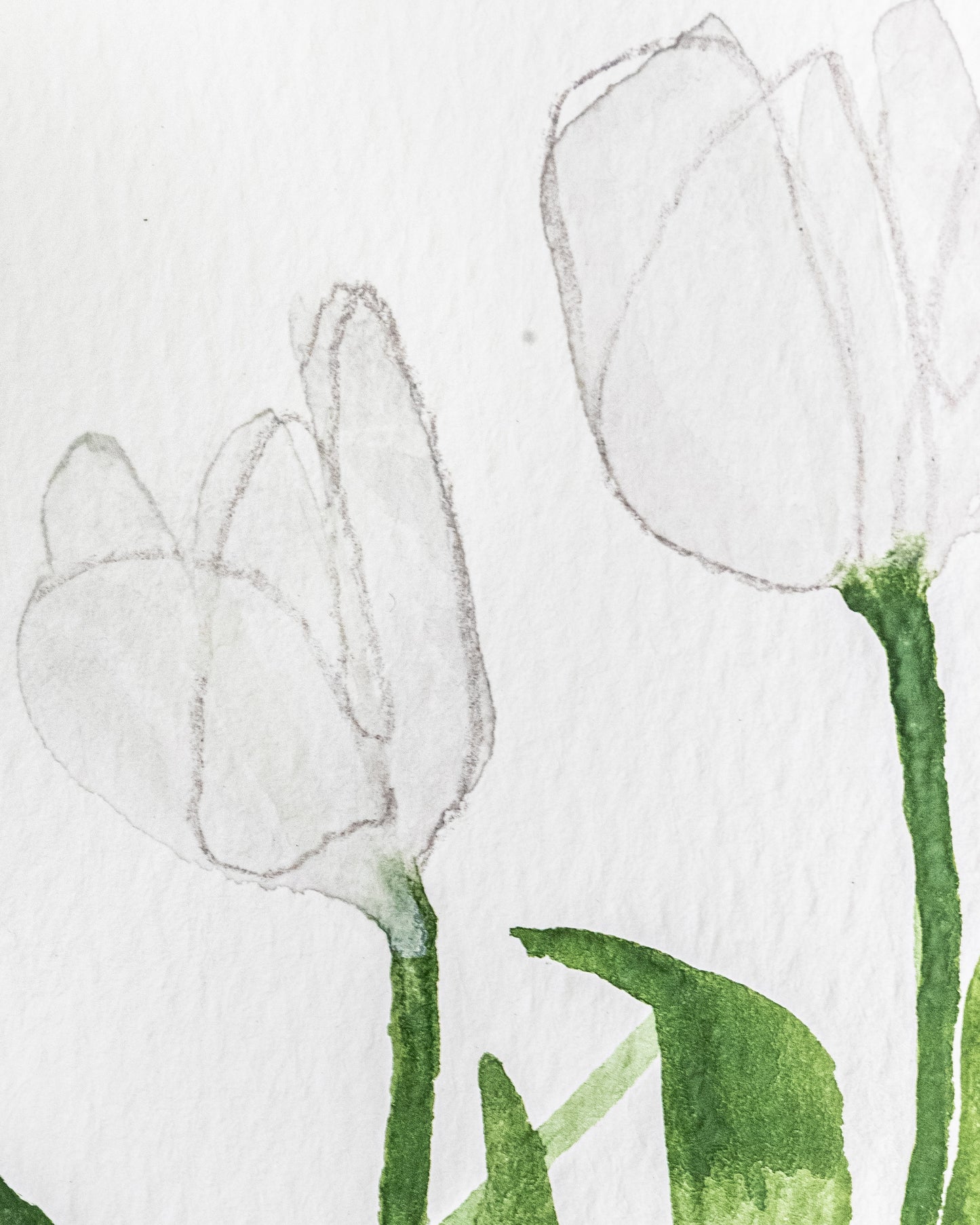 WHITE TULIPS