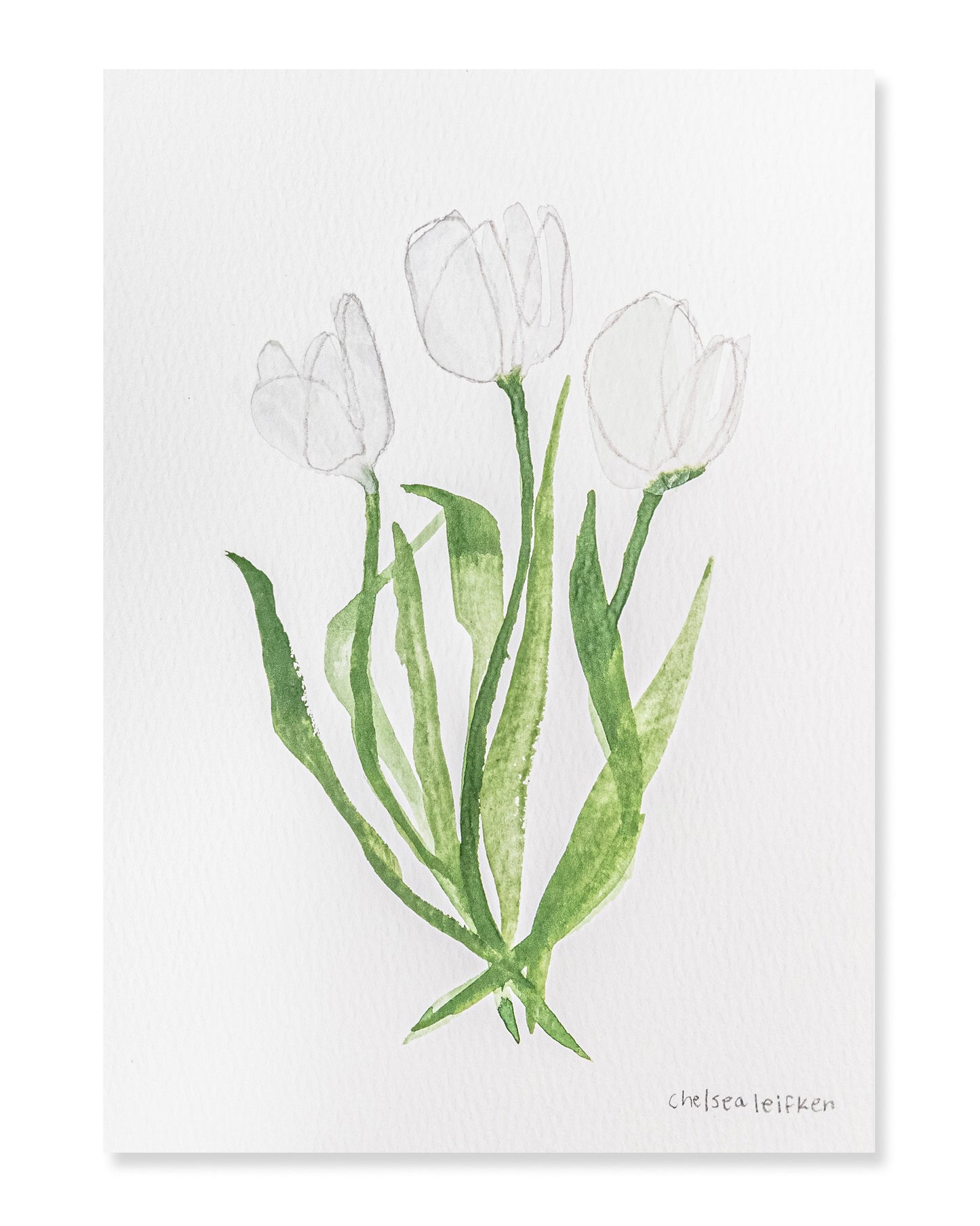 WHITE TULIPS