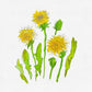 DANDELIONS