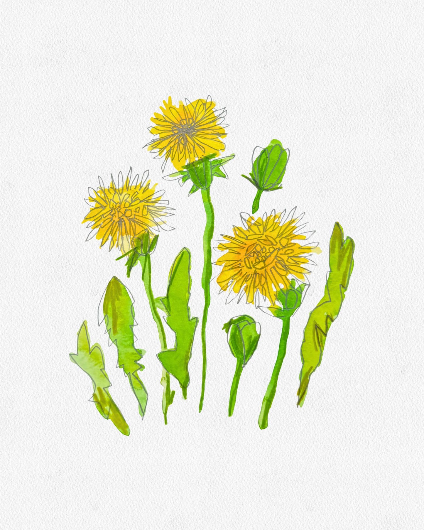 DANDELIONS