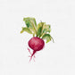 RADISH