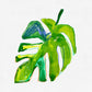 MONSTERA LEAF