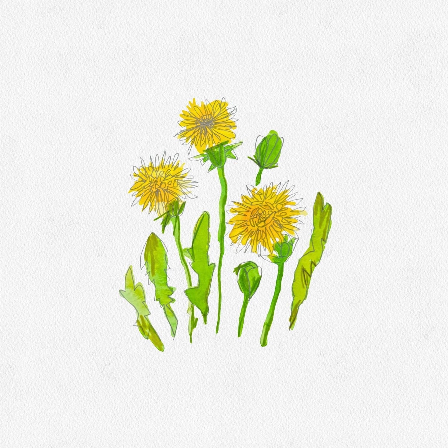 DANDELIONS