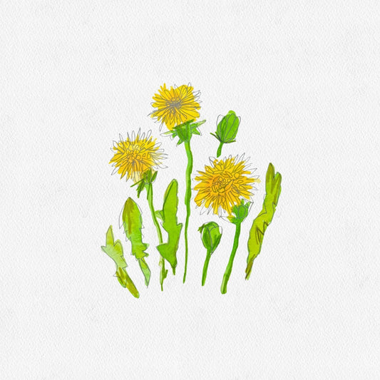 DANDELIONS
