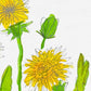 DANDELIONS